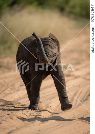 Baby African bush elephant swings trunk around Baby African bush elephant swings trunk around 97622647
