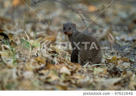 Banded mongoose stands turning back towards camera Banded mongoose stands turning back towards camera 97622648