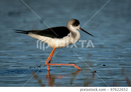 Black-winged stilt wades through shallows at dawn Black-winged stilt wades through shallows at dawn 97622652