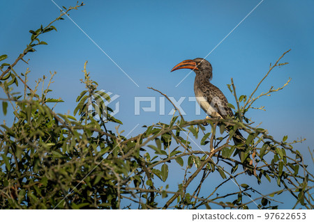 Bradfield hornbill watches camera from leafy bush 97622653
