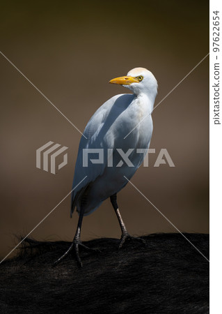 Cattle egret on shoulder of Cape buffalo 97622654