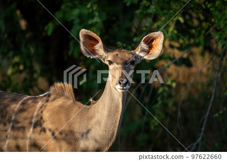 Close-up of female greater kudu watching camera Close-up of female greater kudu watching camera 97622660