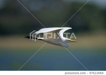 Great egret flies along river heading right Great egret flies along river heading right 97622668
