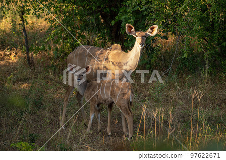 Greater kudu stands with calf watching camera 97622671
