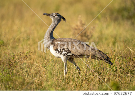 Kori bustard with catchlight walks across savannah 97622677