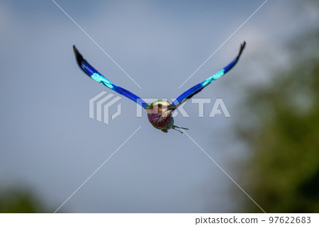 Lilac-breasted roller flies with wings spread wide 97622683