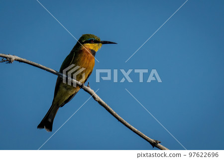 Little bee-eater faces right on dead branch 97622696