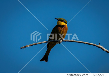 Little bee-eater on dead branch turning head 97622710