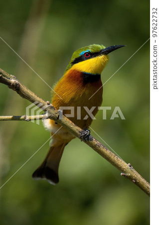 Little bee-eater with catchlight on slanting branch 97622732