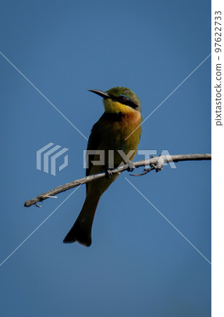 Little bee-eater with catchlight stares at camera 97622733