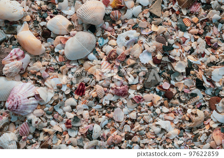 Close-up seashells on beach sand summer day. Abstract ocean background pattern collection Close-up seashells on beach sand summer day. Abstract ocean background pattern collection 97622859