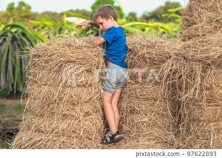 Boy blue t-shirt smile play climbs on down haystack bales of dry hay, clear sky sunny day. Outdoor kid children summer leisure activities. Concept happy childhood countryside, air close to nature Boy blue t-shirt smile play climbs on down haystack bales of dry hay, clear sky sunny day. Outdoor kid children summer leisure activities. Concept happy childhood countryside, air close to nature 97622893