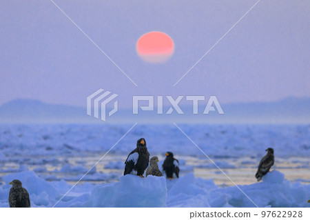 Steller's sea eagle at dawn (off Rausu, Hokkaido) 97622928