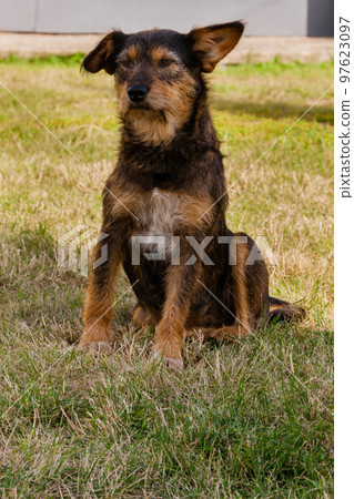 Old dog posing and resting on the grass close-up Old dog posing and resting on the grass close-up 97623097