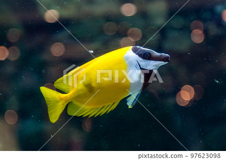 Fish Siganus vulpinus Fish Siganus vulpinus 97623098