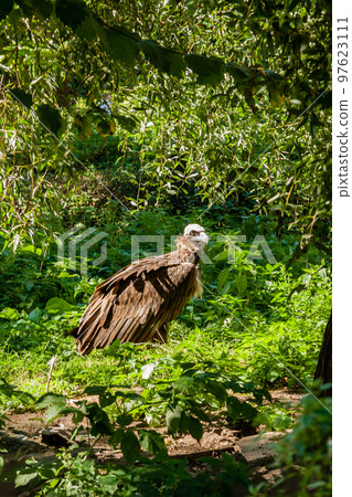 Griffins in green grass closeup Griffins in green grass closeup 97623111