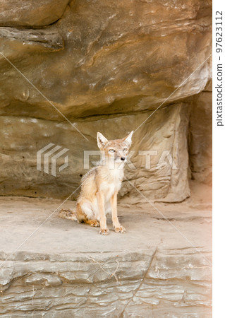 Little fox is sitting close up Little fox is sitting close up 97623112