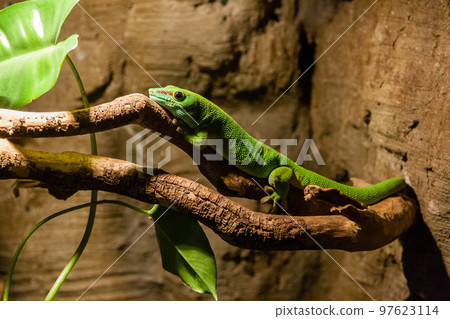Green gecko lizard sits on a close-up branch 97623114