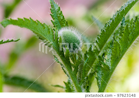 Macro flower poppy in bud Macro flower poppy in bud 97623148