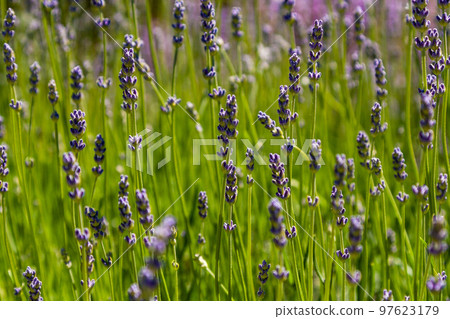 Field of lilac field flowers Field of lilac field flowers 97623179