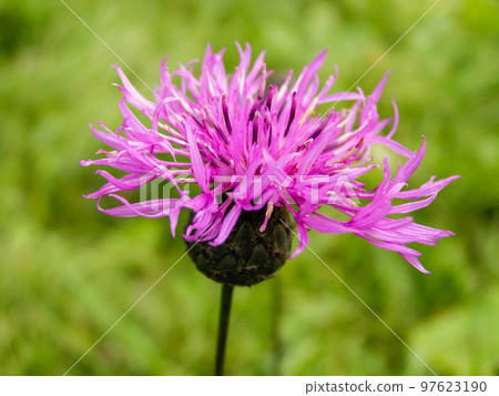 Flowering cornflower in summer 97623190
