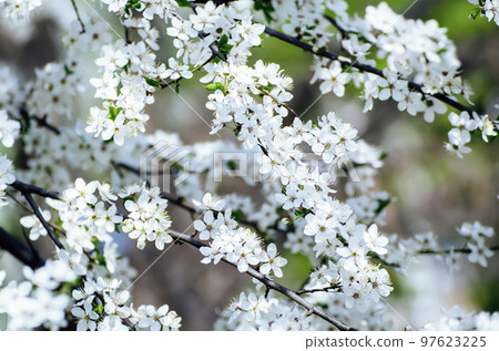 Plum spring flowers Plum spring flowers 97623225