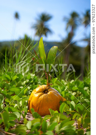 Green coconut stem growing from a coconut fallen from a tree. Breeding of coconut palms 97623327