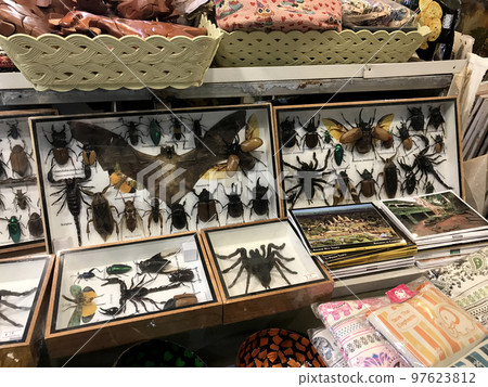 Specimens such as bats sold at the night market 97623812