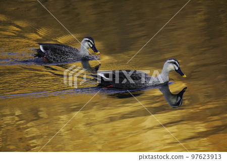 黃昏的斑嘴鴨 97623913