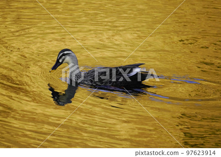 黃昏的斑嘴鴨 97623914