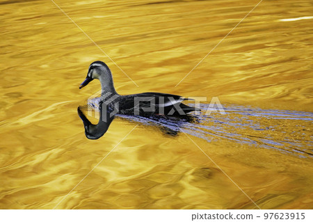 黃昏的斑嘴鴨 97623915
