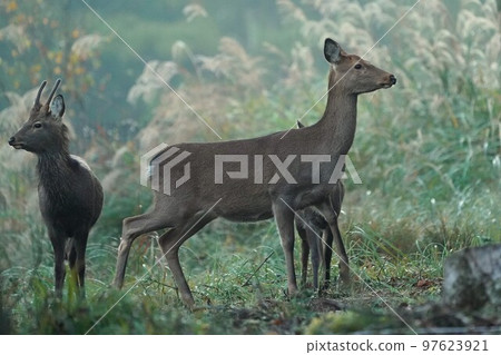Deer around Lake Yamanakako Deer around Lake Yamanakako 97623921