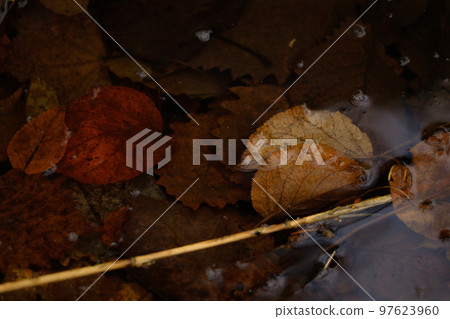 [Biei Town, Hokkaido] River and fallen leaves 97623960