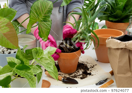 Woman gardeners transplanting plant in clay pot on white table. Concept of home garden Woman gardeners transplanting plant in clay pot on white table. Concept of home garden 97624077