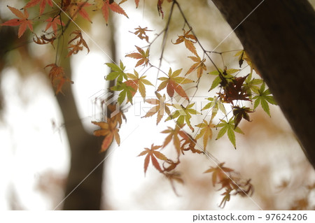 秋天的樹葉 97624206
