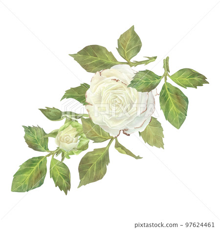 White rose with leaves composition. Watercolor illustration. Isolated on a white background.For design of sticker, dishes, greeting card, stationery, cosmetics, perfumes packaging, wedding invitation White rose with leaves composition. Watercolor illustration. Isolated on a white background.For design of sticker, dishes, greeting card, stationery, cosmetics, perfumes packaging, wedding invitation 97624461