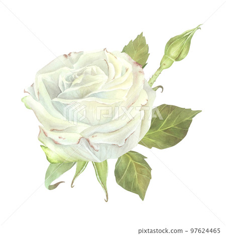 White rose with leaves composition. Watercolor illustration. Isolated on a white background.For design of sticker, dishes, greeting card, stationery, cosmetics, perfumes packaging, wedding invitation White rose with leaves composition. Watercolor illustration. Isolated on a white background.For design of sticker, dishes, greeting card, stationery, cosmetics, perfumes packaging, wedding invitation 97624465