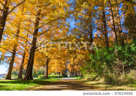 Katsushika Ward, Tokyo, Mizumoto Park, Metasequoia Forest in Autumn 97624980