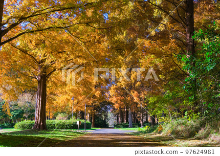 Katsushika Ward, Tokyo, Mizumoto Park, Metasequoia Forest in Autumn 97624981