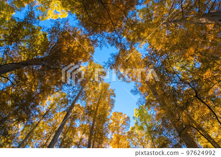Katsushika Ward, Tokyo, Mizumoto Park, Metasequoia Forest in Autumn Katsushika Ward, Tokyo, Mizumoto Park, Metasequoia Forest in Autumn 97624992
