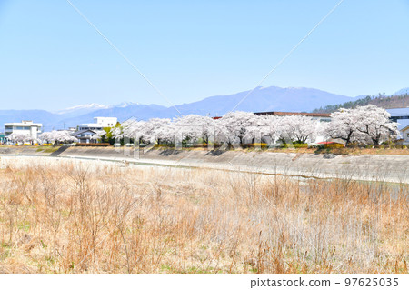 Yodagawa Cherry Embankment (Ueda City, Nagano Prefecture) [April 2022] 97625035