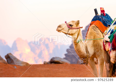 Camel with saddle in Jordan desert Camel with saddle in Jordan desert 97625289