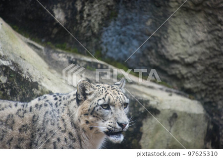 Snow leopard 97625310