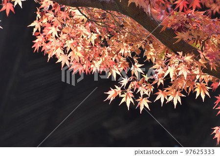 裝飾屋簷的楓樹 97625333