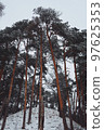 Snow-covered pine trees in winter vertical photo 97625353