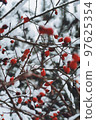 Red berries in the snow in winter 97625354