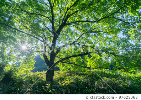 Tree and green leaves Tree and green leaves 97625368
