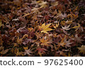 Fallen leaves  97625400
