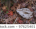 Fallen leaves  97625401