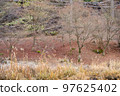 wood  97625402